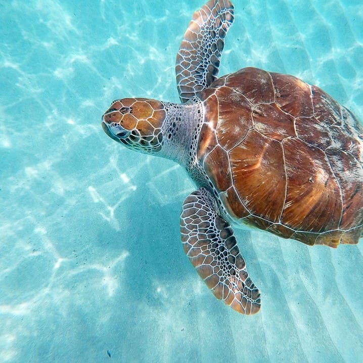 Tulum Turtle Sightseeing & Underground Cave