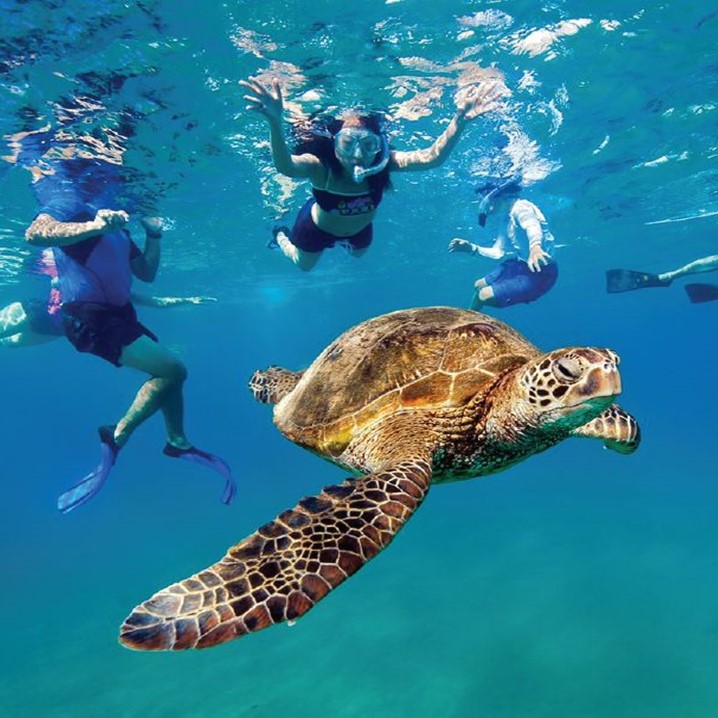 Tulum Turtle Sightseeing & Underground Cave