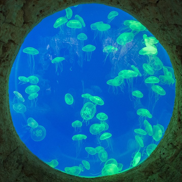 Tour Xcaret Plus