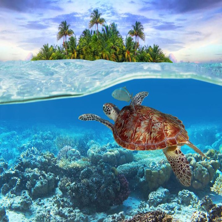 Tulum Turtle Sightseeing & Underground Cave